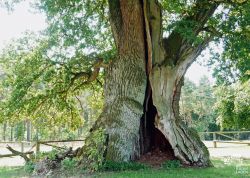Eiche am Forsthaus Grüner Jäger, Niedersachsen