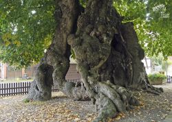 Tilly-Linde in Upstedt, Niedersachsen