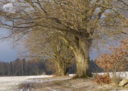 Buche in Nünningen, Niedersachsen