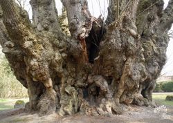 Riesenlinde in Heede, Niedersachsen