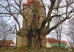 Tilly-Linde in Großgoltern, Niedersachsen