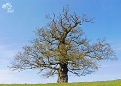 Solitäreiche auf dem Rötelberg bei Burg Schlitz, Mecklenburg-Vorpommern