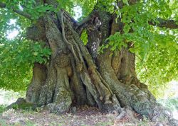 Dorflinde in Speck-Sommer, Mecklenburg-Vorpommern