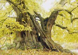 Dorflinde in Speck-Herbst, Mecklenburg-Vorpommern