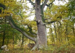 "Vosseik" bei Groß Gievitz, Mecklenburg-Vorpommern