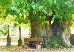 Friedhofslinde in Dersekow, Mecklenburg-Vorpommern
