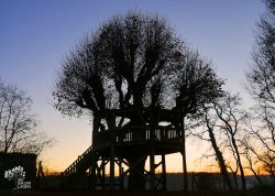 Tanzlinde in Galenbeck, Mecklenburg-Vorpommern