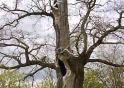 Heckeneiche in Holldorf, Mecklenburg-Vorpommern
