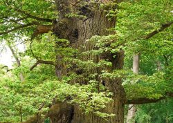 Große Eiche im Ivenacker Tiergarten, Mecklenburg-Vorpommern
