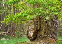 Knusteiche im Ivenacker Tiergarten, Mecklenburg-Vorpommern