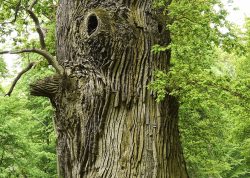 Eiche Nr.1 im Ivenacker Tiergarten, Mecklenburg-Vorpommern