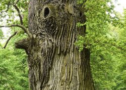 Eiche Nr.1 im Ivenacker Tiergarten, Mecklenburg-Vorpommern