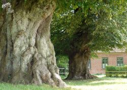 Linden im Pfarrhof Jabel, Mecklenburg-Vorpommern