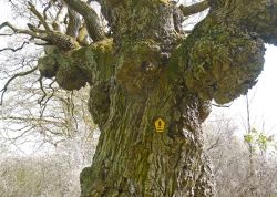 Knorreiche in Rothenmoor, Mecklenburg-Vorpommern