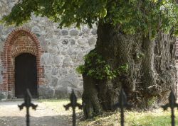 Kirchhofslinde in Laase, Mecklenburg-Vorpommern