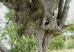 Schwarzpappel bei Sagard, Mecklenburg-Vorpommern