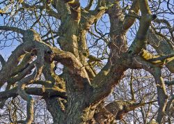 Kastanienkrone bei Wrechen, Mecklenburg-Vorpommern