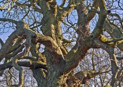 Kastanienkrone bei Wrechen, Mecklenburg-Vorpommern