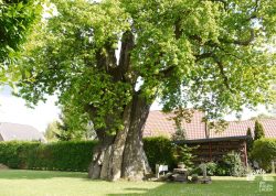 Eiche in Lehsen, Niedersachsen