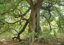 Winterlinde auf dem Pehlitzwerder – 2, Brandenburg