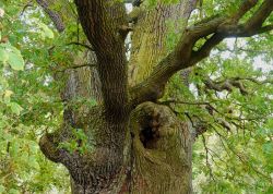 Eiche auf dem Pehlitzwerder, Brandenburg