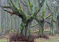 Lindenallee bei Naugarten, Brandenburg