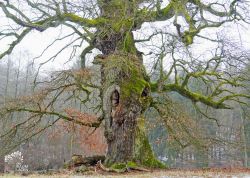 Eiche bei Warthe, Brandenburg