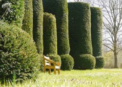 Taxussäulen im Park Warbende, Brandenburg
