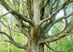 Silkebuche bei Gross Schönebeck, Brandenburg