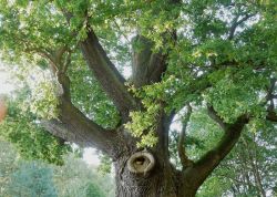 Napoleoneiche bei Karlsdorf, Brandenburg
