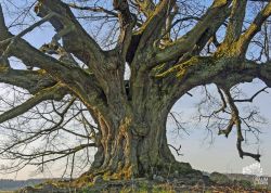 Unschuldslinde bei Arendsee, Brandenburg