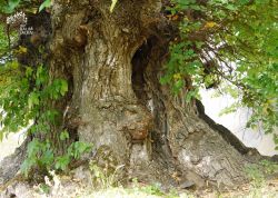 Flatterulme in Kienbaum, Brandenburg