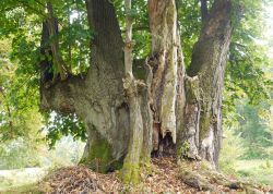 Sommerlinde in Trampe, Brandenburg