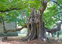 Kirchlinde in Reelkirchen, Nordrhein-Westfalen