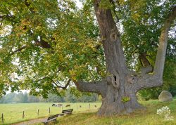 Tanzlinde in Bexten, Nordrhein-Westfalen