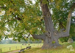 Tanzlinde in Bexten, Nordrhein-Westfalen