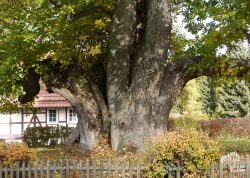 Tanzlinde in Breitzbach, Hessen