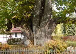 Tanzlinde in Breitzbach, Hessen