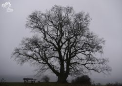 Gerichtslinde bei Rosenthal, Hessen