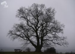 Gerichtslinde bei Rosenthal, Hessen