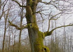 Hammundeseiche bei Friedewald, Hessen