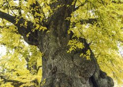 Mallinde bei Niederdorla, Thüringen