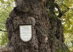 1000jährige Eiche in Berteroda, Thüringen