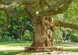 Platane im Kloster Pforta, Thüringen