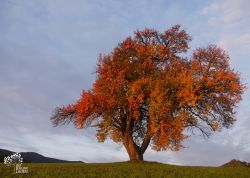 Mostbirne bei Oberteisendorf, Bayern