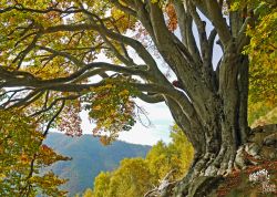 Buche Foo dol Piancon, Lombardei, Italien