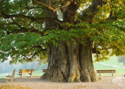 Linde in Linn, Aargau, Schweiz