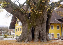 1000jährige Linde in Faistenau, Salzburger Land, Österreich