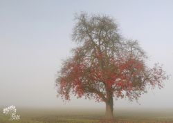 Mostbirne im Morgennebel