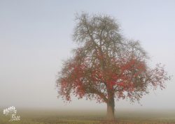 Mostbirne im Morgennebel